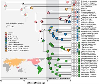 Spatiotemporal Diversification of Tree Squirrels: Is the South American Invasion and Speciation Really That Recent and Fast?